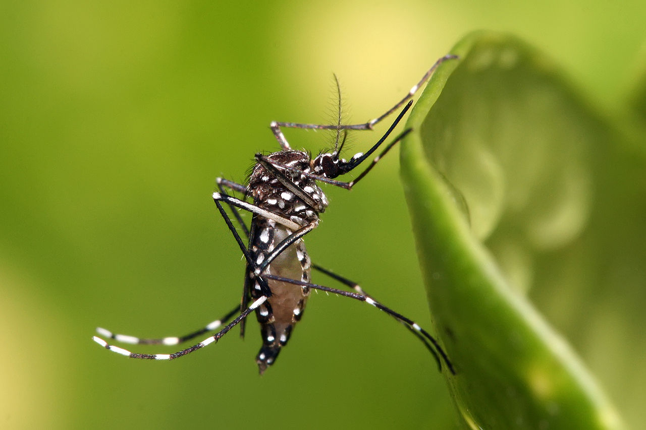 Aedes aegypti mosquito, more commonly known as yellow fever mosquito