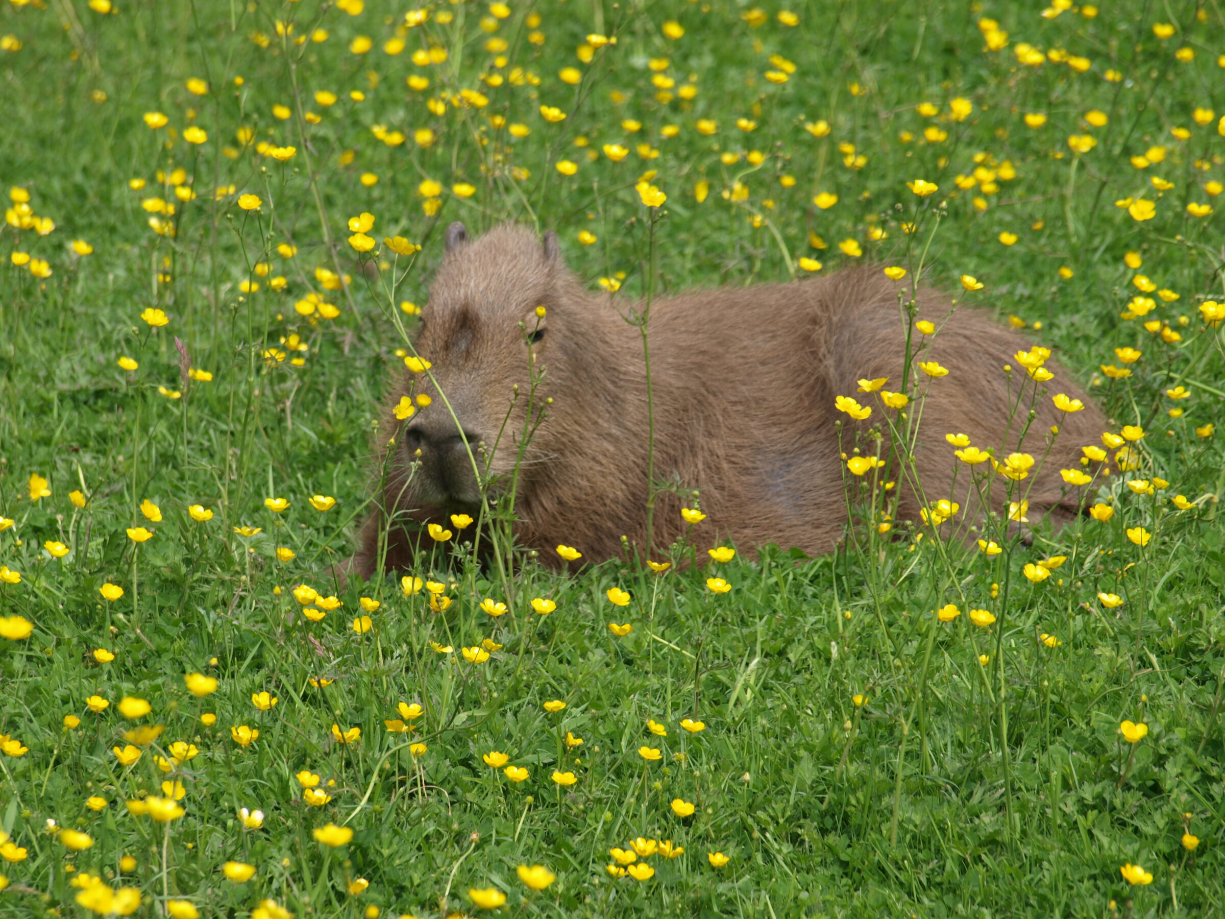 A header image of a capybara