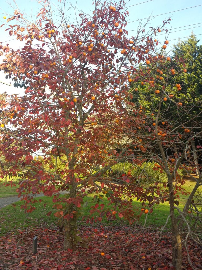 A young Persimmon tree