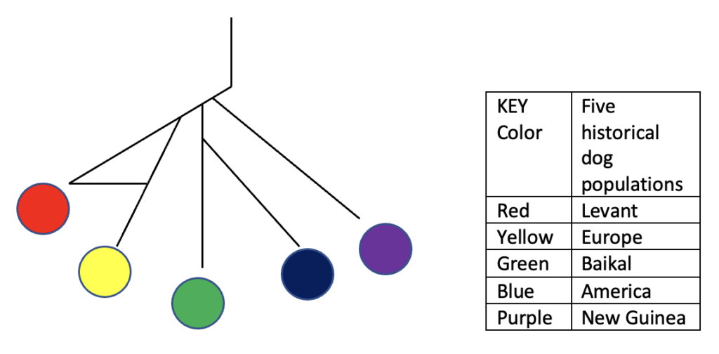 This image shows the relationships between prehistoric dog populations in a simplified phylogeny lineage tree.
