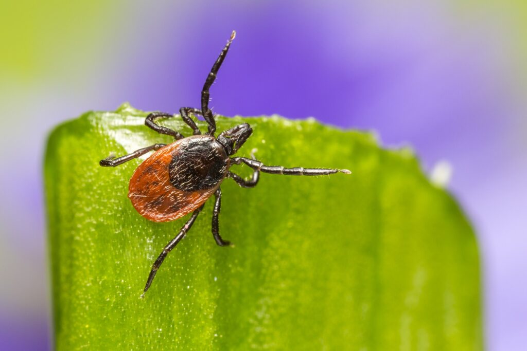 Image of ixodes ricinus, castor bean tick, on a green leaf