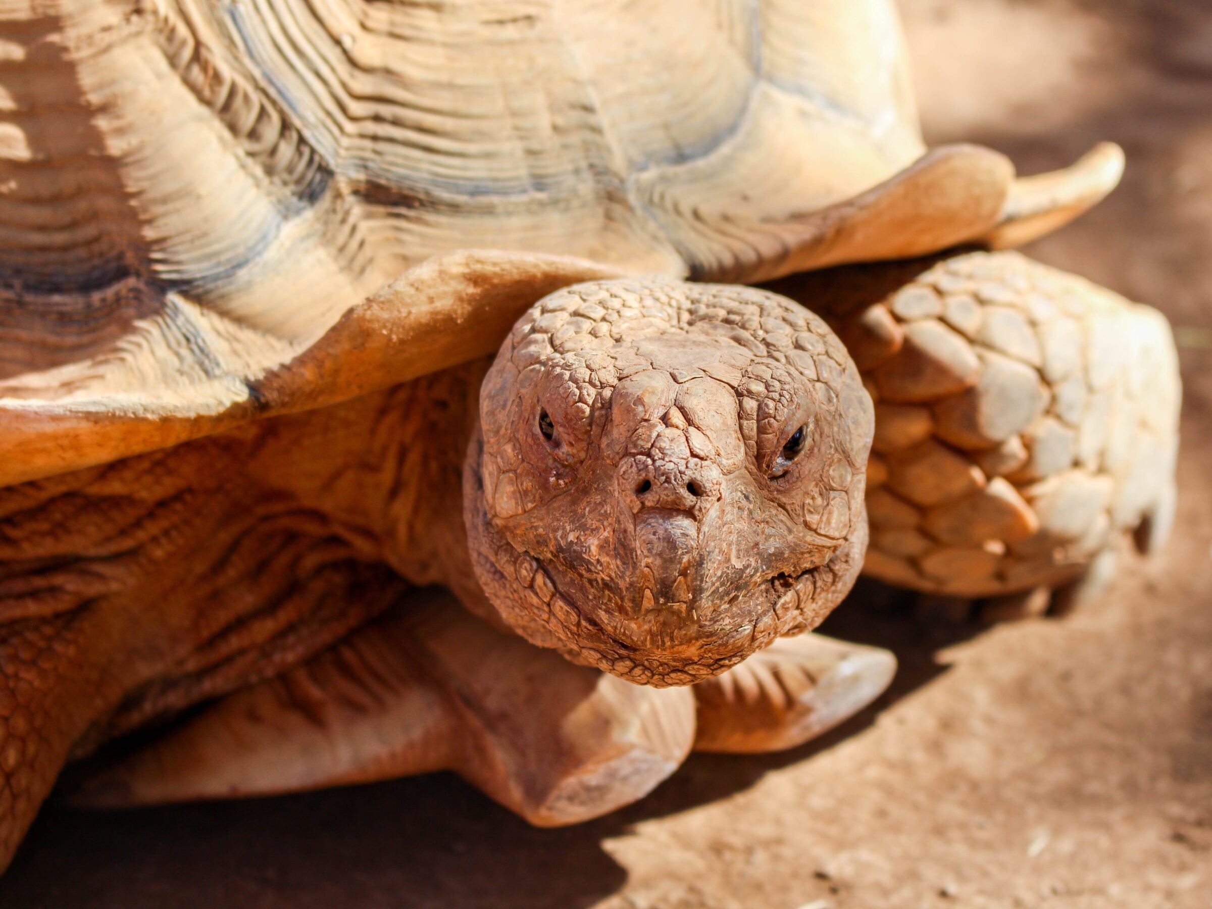 Photo of adult brown tortoise.