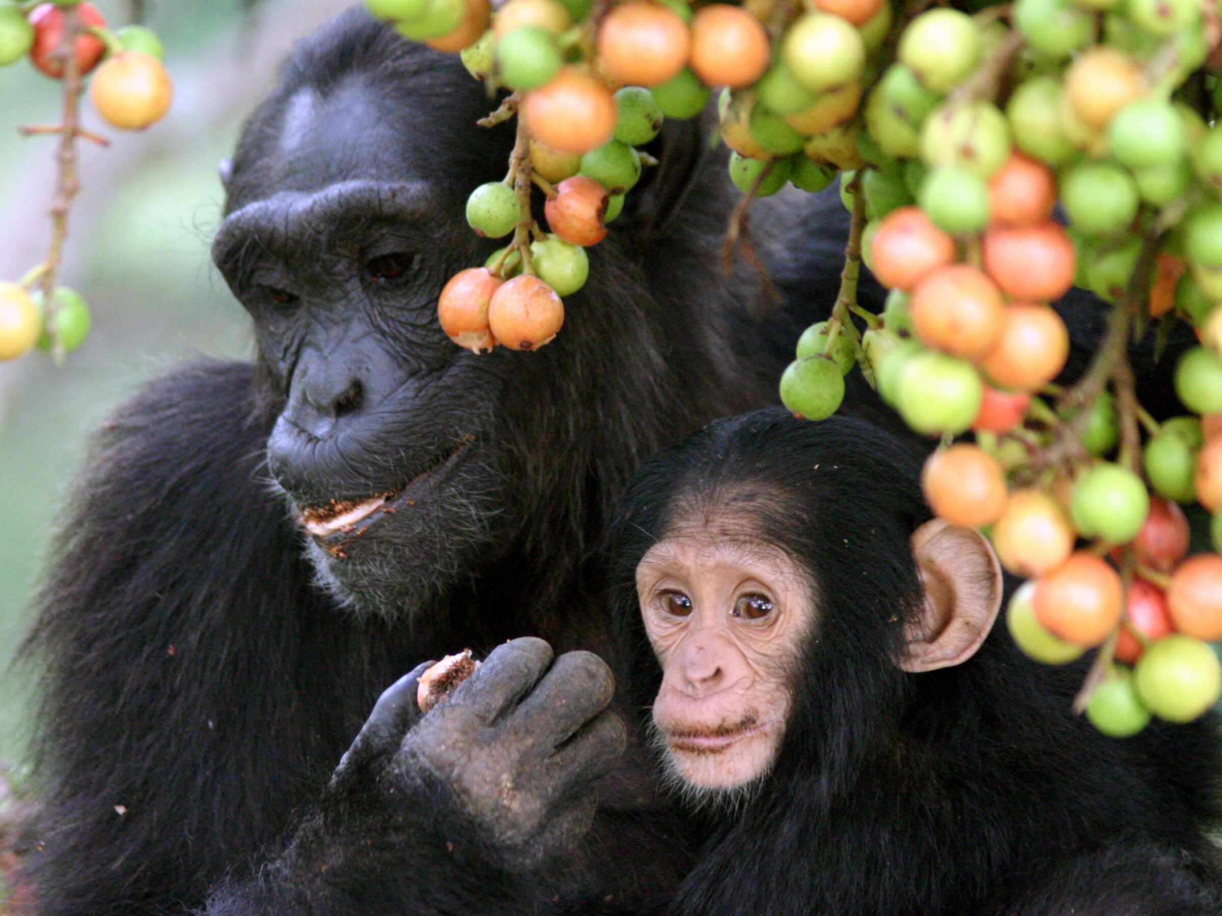 Mom and baby chimpanzee eating ficus, for decorative purposes.