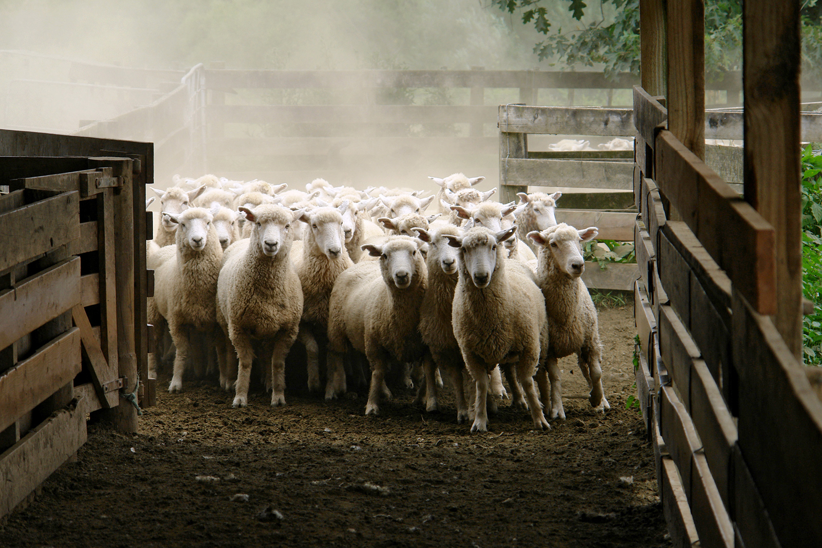 Domestic sheep