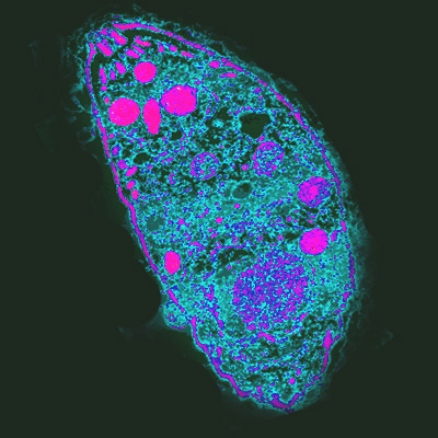 Fluorescent image of Toxoplasma gondii cell